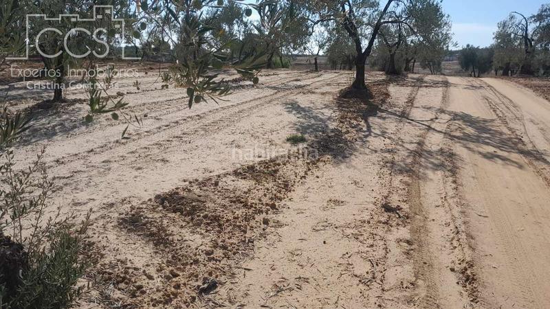 Foto 664a90a4-297c-476b-b0e4-eee0991c88b9. Finca rústica venta de finca en propiedad de 10ha, huelva en Almonte