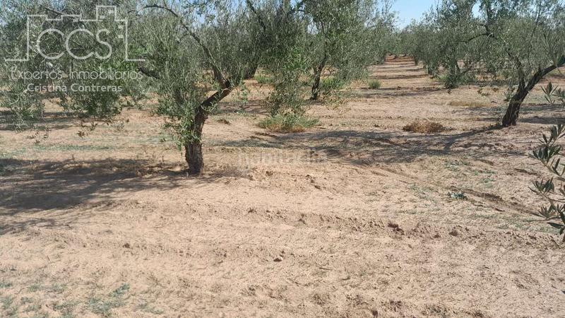 Foto 8e09e340-d1b6-4a05-8df5-3651f7c65654. Finca rústica venta de finca en propiedad de 10ha, huelva en Almonte