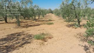 Finca rústica a Almonte. Venta de finca en propiedad de 10ha, en almonte huelva
