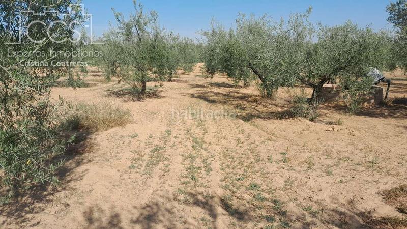 Foto b373edb9-269a-40f2-8943-dce9ac6b5285. Finca rústica venta de finca en propiedad de 10ha, huelva en Almonte