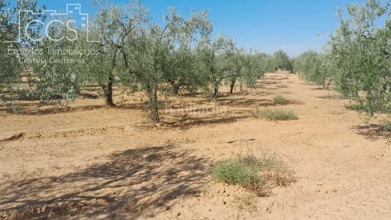 Foto bb845232-caec-41b8-bb6c-acd4a8a92e5d. Finca rústica venta de finca en propiedad de 10ha, huelva en Almonte