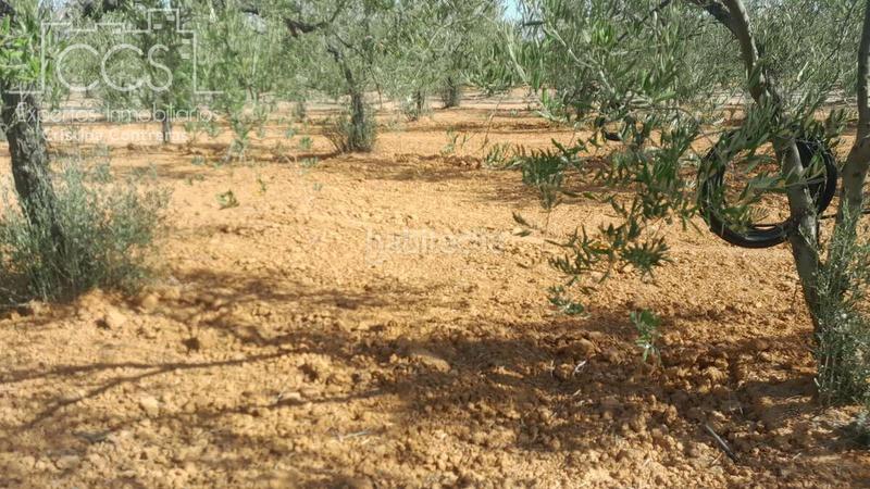 Foto bd169219-3da4-4b03-b77e-0ca0782fb7a8. Finca rústica venta de finca en propiedad de 10ha, huelva en Almonte