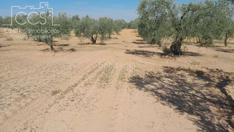 Foto fd0bcb77-d7d5-49f7-8e41-4d61a79022a2. Finca rústica a Almonte Almonte