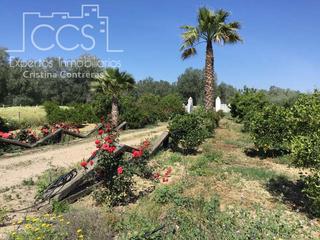 Mas à Almonte. Venta de finca  en propiedad de 19.561 m2, olivar, naranjos y pa