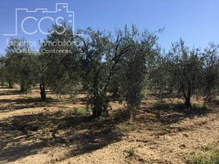 Masía en Almonte. Venta de finca  en propiedad de 19.561 m2, olivar, naranjos y pa