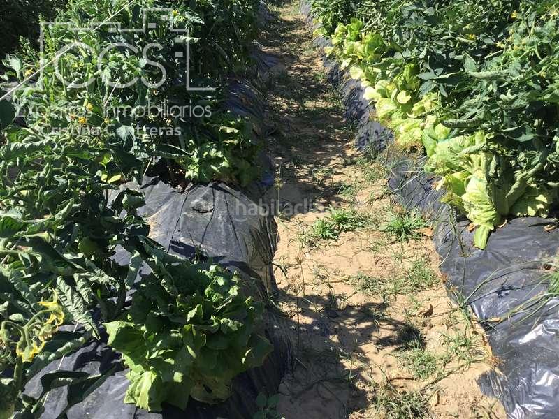 Foto 049eb523-74b5-491f-94a3-6e42773483a3. Casale in Almonte Almonte