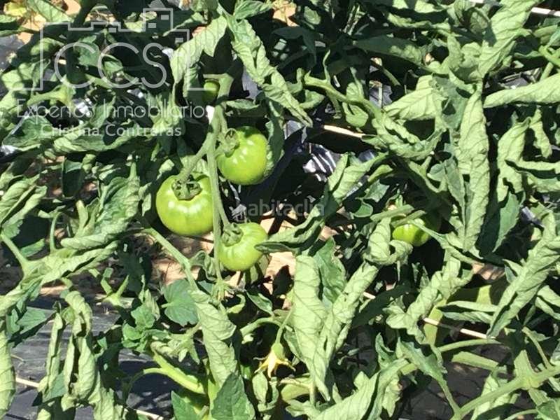 Foto 07174928-ccd4-4bec-94fe-5c3c8a60429b. Casale in Almonte Almonte