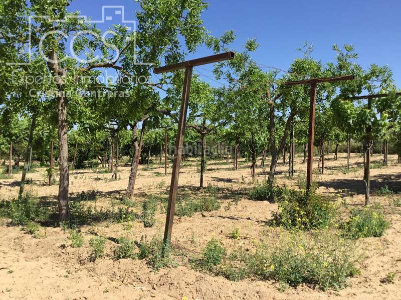 Foto 1bd3f564-4558-4905-8623-b51c06d3c23b. Casale in Almonte Almonte