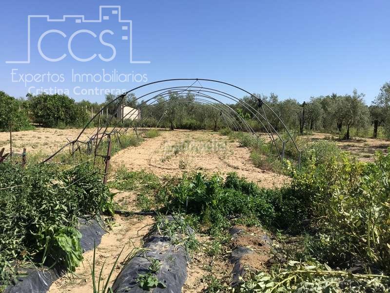 Foto 23cb5142-9cab-4265-8fc4-933dd6c97561. Casale in Almonte Almonte