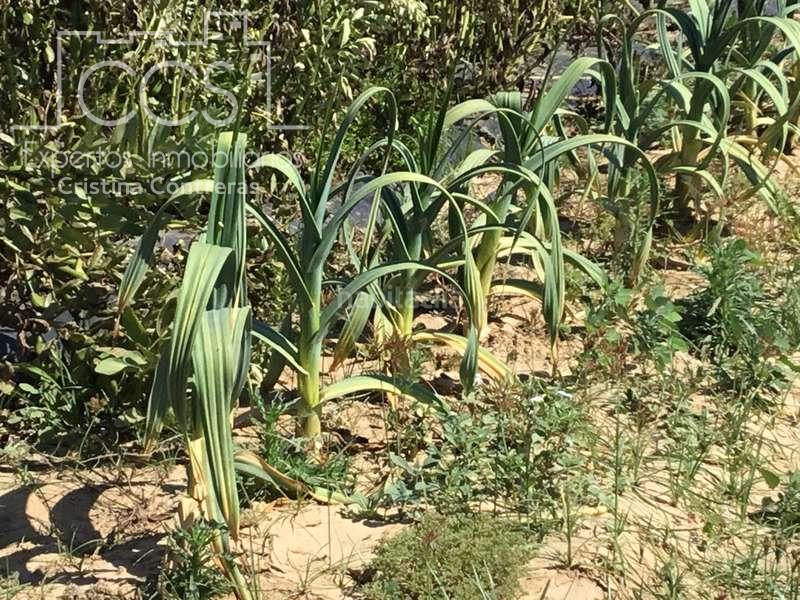 Foto 31d5dd63-658d-42c2-addc-c5fbf304d214. Casale in Almonte Almonte