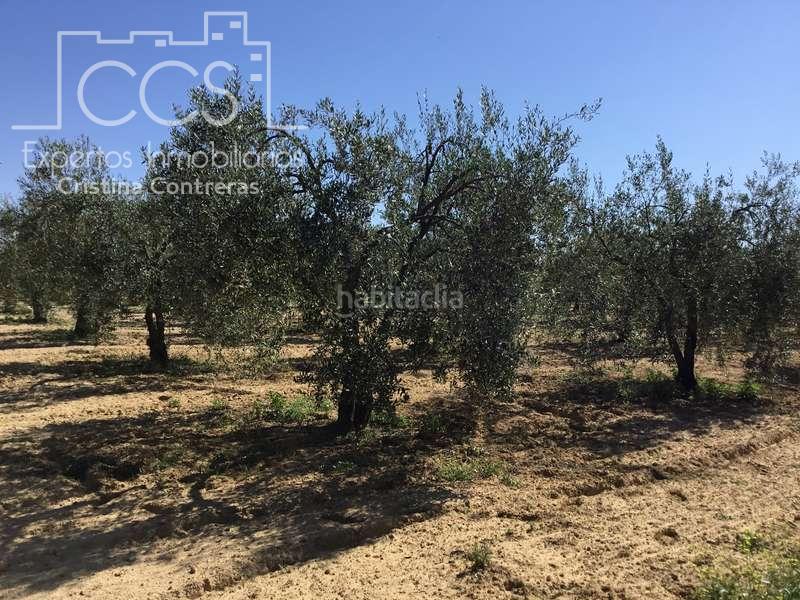 Foto 40e01a21-0bd6-4d66-a755-bf0301c049ba. Casale in Almonte Almonte