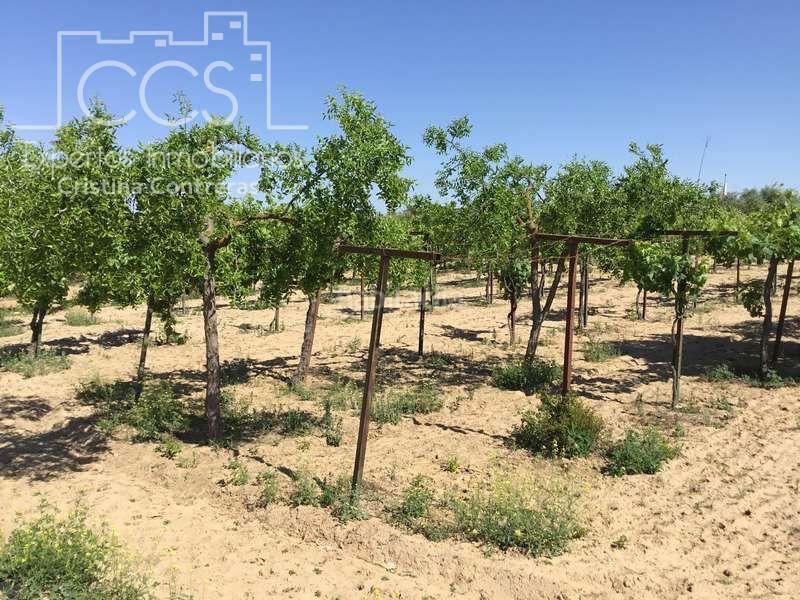 Foto 594c66b3-0851-4e75-b16e-87febbadd20e. Casale in Almonte Almonte