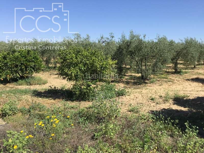 Foto 73fc16f9-2d90-424f-9666-3ae7a0fc83cf. Masia a Almonte Almonte