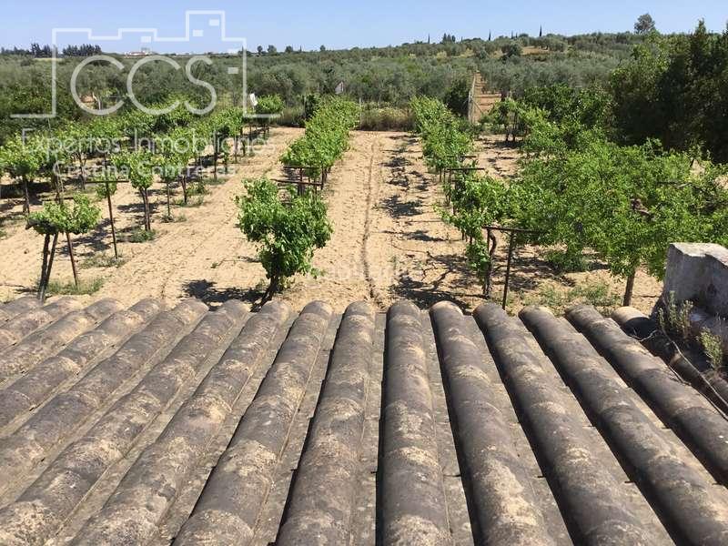 Foto 799f6fe3-6516-4b3a-9e22-8222de25b64c. Casale in Almonte Almonte