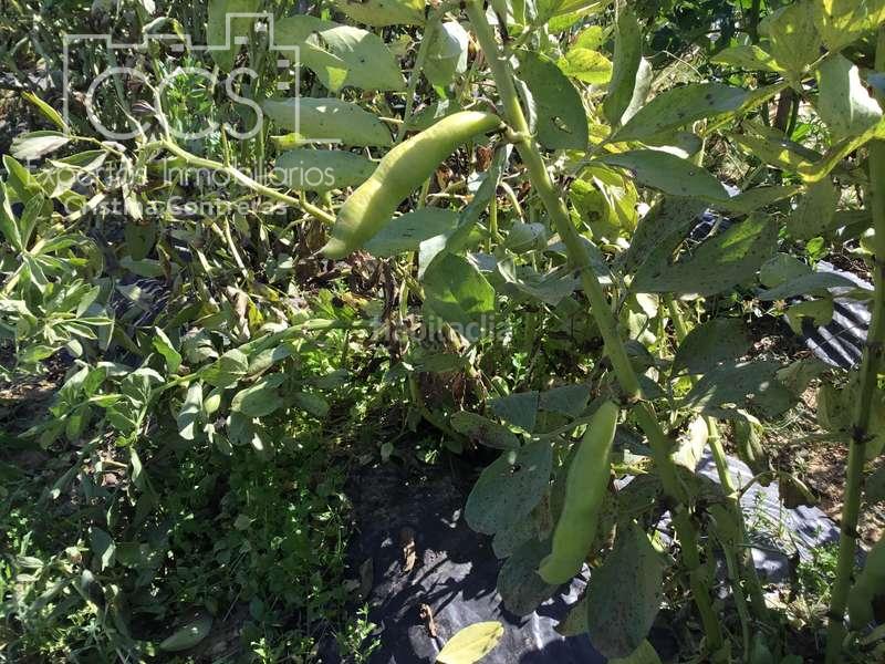 Foto 8dcdb3e7-4076-4815-982b-f81f56475a24. Casale in Almonte Almonte