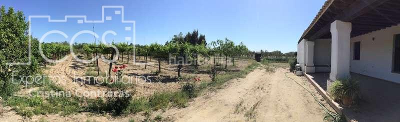 Foto a0760568-c692-4733-b048-0b7bec0b7ebc. Casale in Almonte Almonte