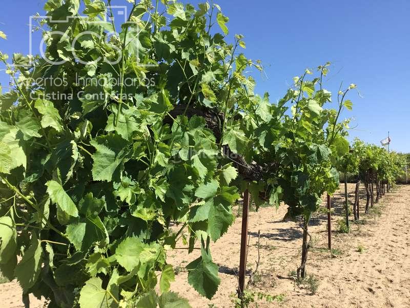 Foto a6c746bb-44db-42d9-ae5f-a43dd3fd005e. Casale in Almonte Almonte