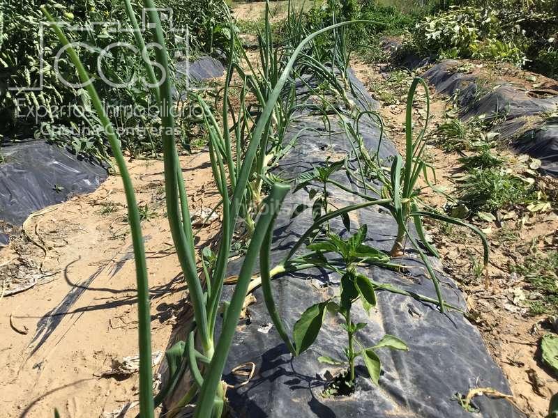 Foto a7d8c798-5f05-4299-aca0-37bd2ce58232. Masia a Almonte Almonte