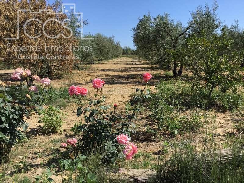 Foto b533a869-8a3a-4671-ac4c-7d3376f45972. Casale in Almonte Almonte