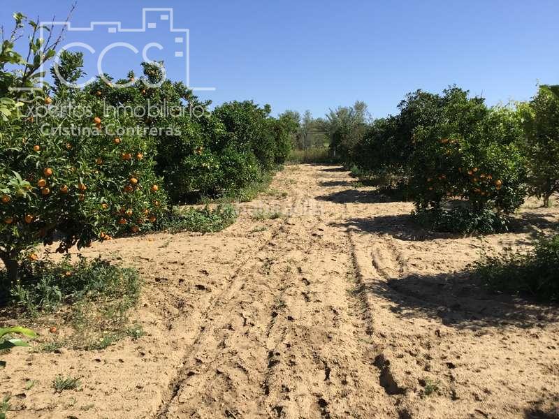 Foto c884bed1-5955-4a3b-92cc-abd644ba588d. Casale in Almonte Almonte