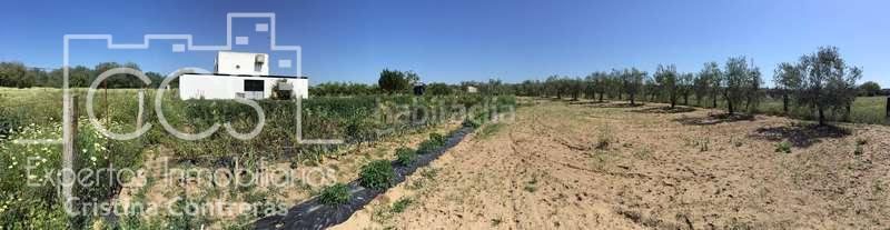 Foto ceb925dd-b12b-4d14-a17a-5d00c911e9cb. Masia a Almonte Almonte