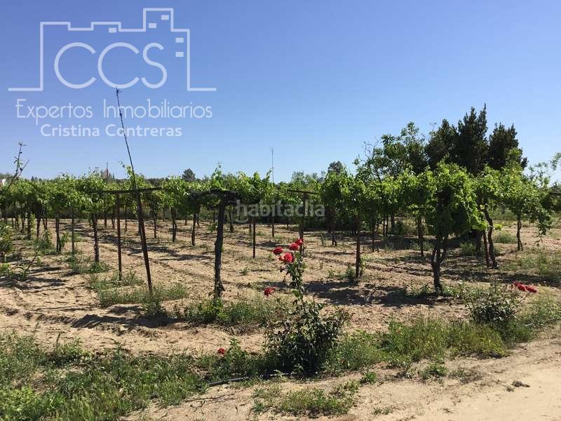 Foto da84efc6-5749-49fe-9425-d69dcef1eec9. Casale in Almonte Almonte