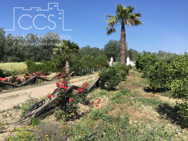 Foto f4670b08-06c8-4bc5-afa2-ac2b64b33de0. Casale in Almonte Almonte