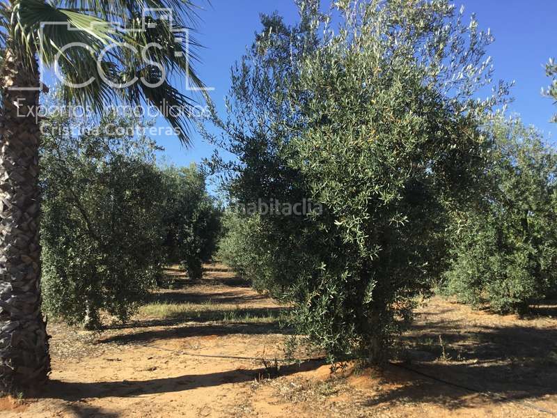 Foto 52a65d5d-7ebc-4f73-a47b-ac8c886adce4. Masia amb piscina a Pilas