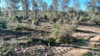 Landgut in Almonte. Venta de finca en propiedad de 12.600 m2 de terreno en almonte h