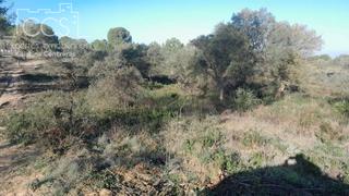 Finca rústica a Almonte. Venta de finca en propiedad de 2ha de terreno en almonte huelva