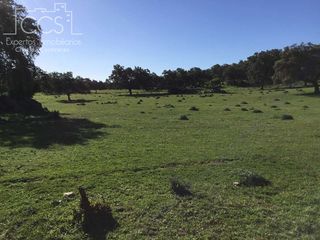 Masia a Pedroso (El). Venta de finca de 94.312 m2 de terreno y 637 m2 de construccione