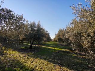 Propriété  Carretera de bujalance