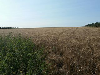 Fondo rustico in Calle san pedro 1