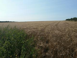 Rural plot in Calle san pedro 1