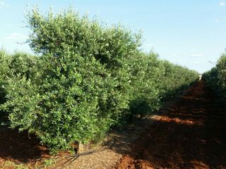 Landgut in San Pablo. Fincas rústicas en andalucia