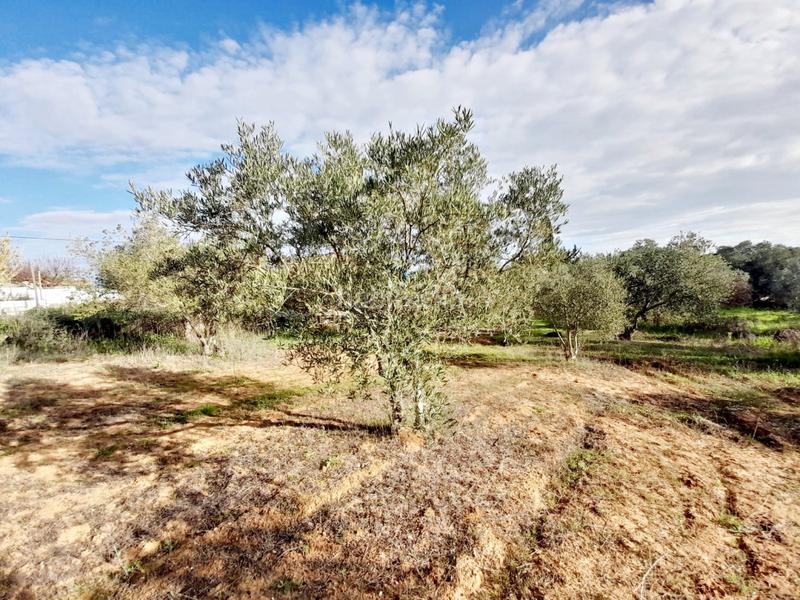 Foto 34c0b593-50e6-4f8d-9db1-afd3f3731b23. Finca rústica en Parque Atlántico - Ronda este Jerez de la Frontera
