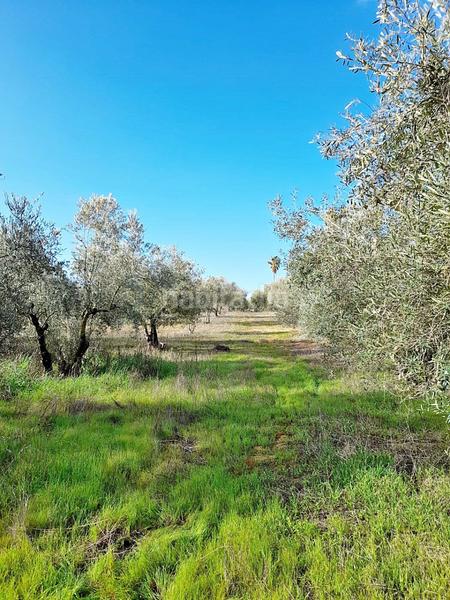 Foto 373d4a25-27f5-47ed-b8c8-2236adc573ec. Finca rústica en Parque Atlántico - Ronda este Jerez de la Frontera