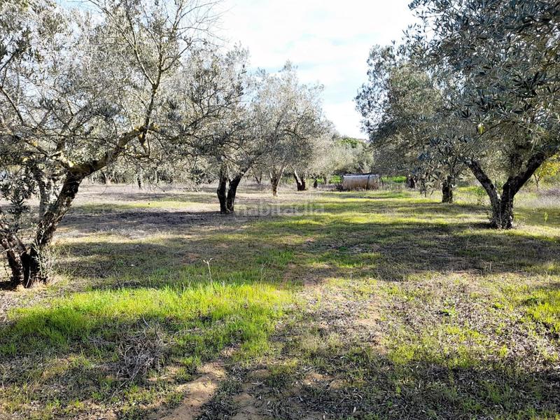 Foto 5617a9ab-c6e5-4519-b5aa-5fb71043ce1f. Finca rústica en Parque Atlántico - Ronda este Jerez de la Frontera