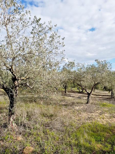 Foto 73da71f6-f73a-49a4-96ec-2658c9ceca2f. Finca rústica en Parque Atlántico - Ronda este Jerez de la Frontera