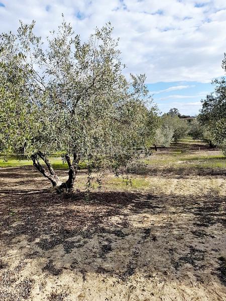 Foto 933aed28-7805-4ec7-a70f-ee7fa9b838fb. Finca rústica en Parque Atlántico - Ronda este Jerez de la Frontera