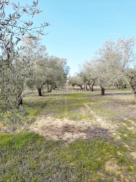 Foto 96596af0-3418-4d3a-bedc-c7c7222b0dee. Finca rústica en Parque Atlántico - Ronda este Jerez de la Frontera