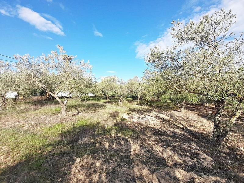 Foto c67e11d2-a663-4ed7-b229-0106ca0083de. Finca rústica en Parque Atlántico - Ronda este Jerez de la Frontera