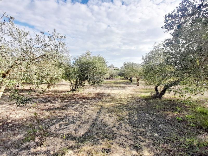 Foto f06ba6a5-a1c1-4af5-8391-60791ee7e499. Finca rústica en Parque Atlántico - Ronda este Jerez de la Frontera