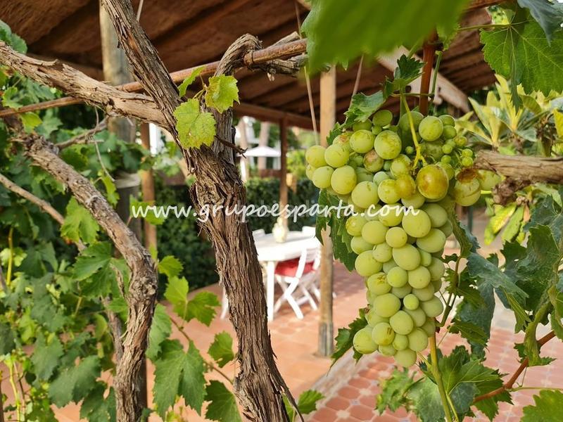 Foto e875a02e-5dc4-457c-af9a-bb49c3b8cf4b. Rent chalet with parking pool in Loreto Espartinas