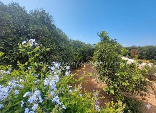 Masía  Camino de machaca 16. Estupenda casa en parcela rústica. olivares