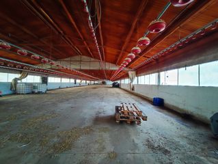 Finca rústica  A-492. Finca rustica con nave carretera de cartaya 3??5??0??0??0??0????