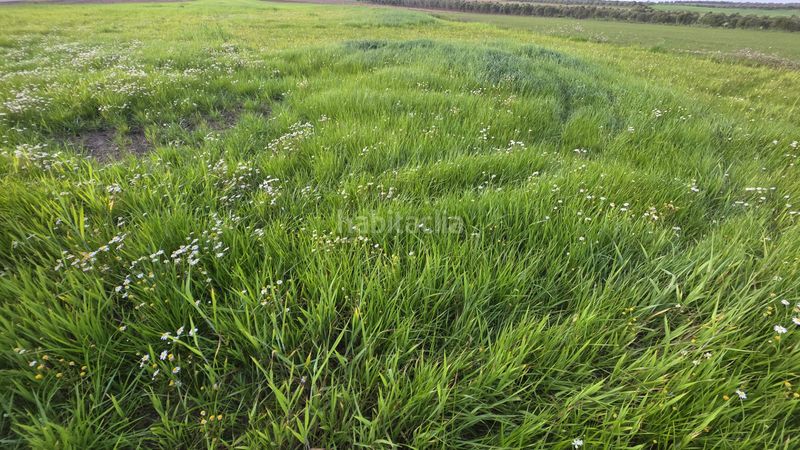 Foto e1d9c767-c988-4ce8-ae0d-d956b0ff9880. Finca rústica a carretera gibraleón 78 a Trigueros