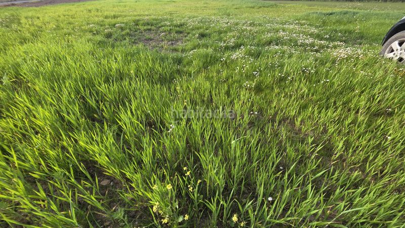 Foto e83d1f7d-55a3-413e-a8b0-fb7547e1e064. Finca rústica a carretera gibraleón 78 a Trigueros