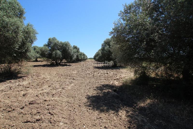 Foto 1be815bf-25bd-49fc-97d5-51fe514b99cf. Finca rústica a Núcleo Urbano Aljaraque