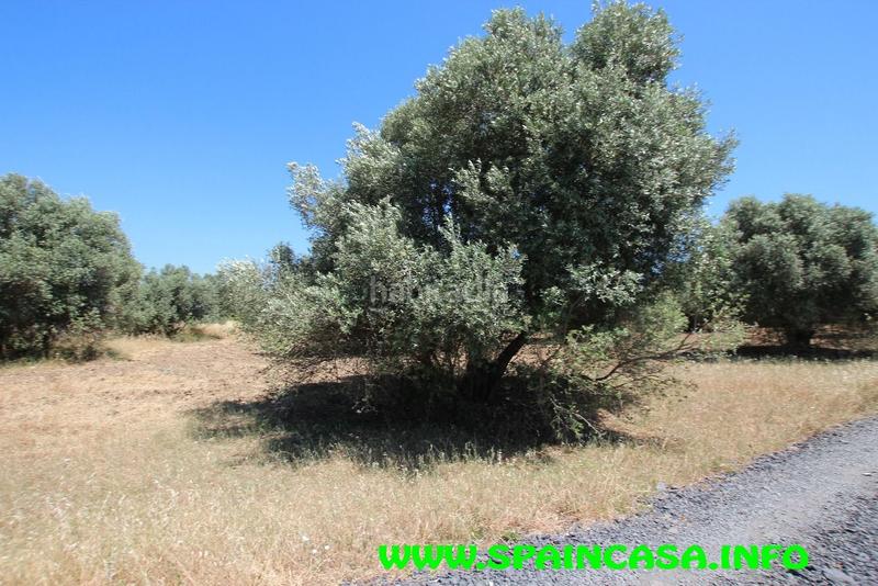 Foto 21441d2e-8b70-48e8-971e-22dd15d90bf6. Finca rústica a Núcleo Urbano Aljaraque